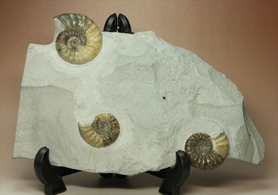レア!独特の質感で人気のアステロセラス(Asteroceras obtusum)(その1)