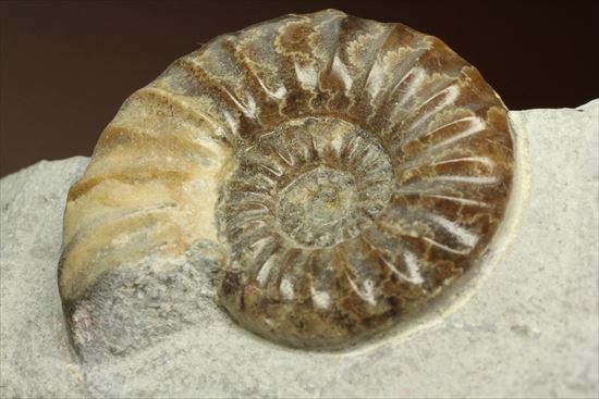 レア!独特の質感で人気のアステロセラス(Asteroceras obtusum)(その10)