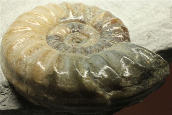レア!独特の質感で人気のアステロセラス(Asteroceras obtusum)(その11)