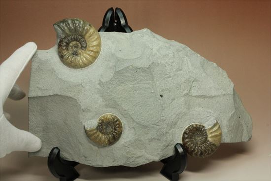 レア!独特の質感で人気のアステロセラス(Asteroceras obtusum)(その13)