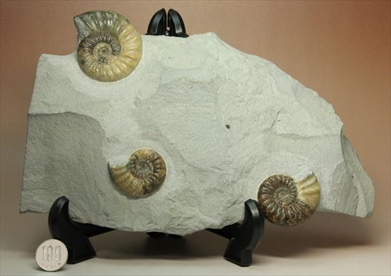 レア!独特の質感で人気のアステロセラス(Asteroceras obtusum)(その14)