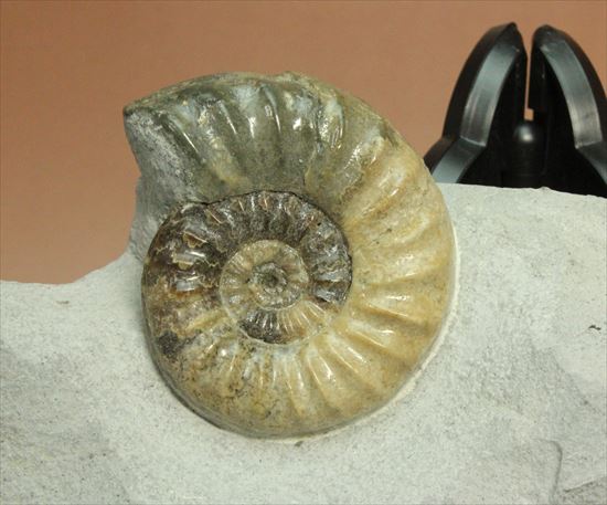 レア!独特の質感で人気のアステロセラス(Asteroceras obtusum)(その2)