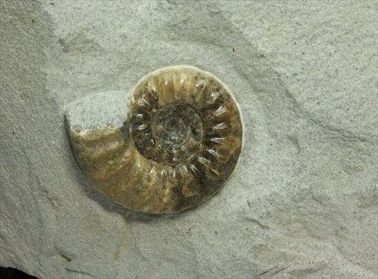 レア!独特の質感で人気のアステロセラス(Asteroceras obtusum)(その3)