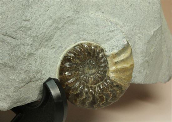 レア!独特の質感で人気のアステロセラス(Asteroceras obtusum)(その4)