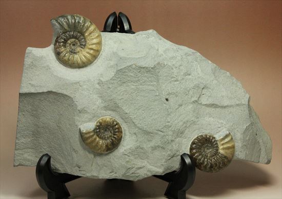 レア!独特の質感で人気のアステロセラス(Asteroceras obtusum)(その5)