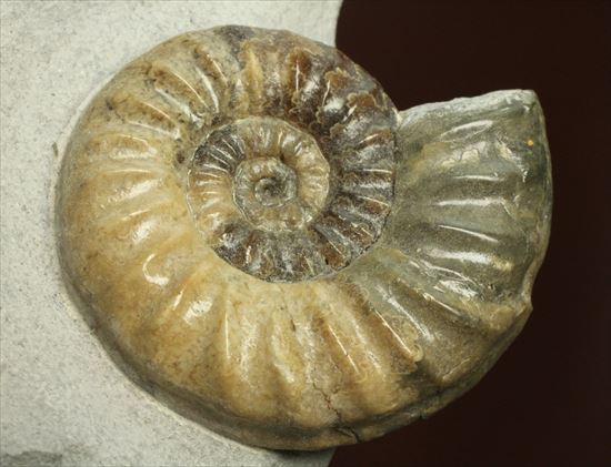 レア!独特の質感で人気のアステロセラス(Asteroceras obtusum)(その6)