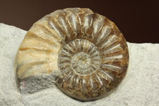 レア!独特の質感で人気のアステロセラス(Asteroceras obtusum)(その7)