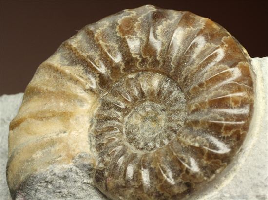レア!独特の質感で人気のアステロセラス(Asteroceras obtusum)(その9)
