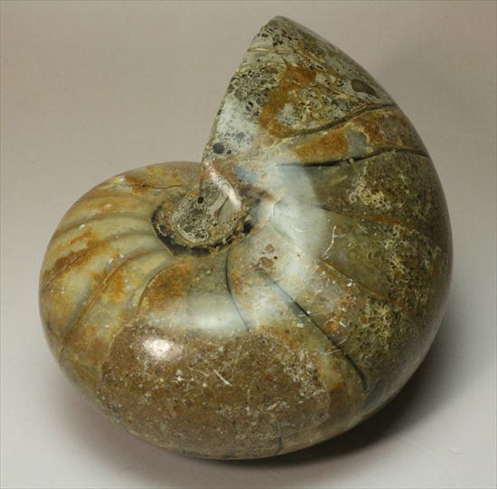 ボリューム感がすごい!オウムガイの化石 産地年代不明(その1)