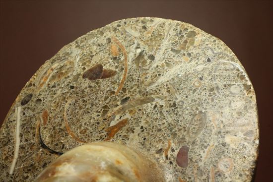 ボリューム感がすごい!オウムガイの化石 産地年代不明(その10)