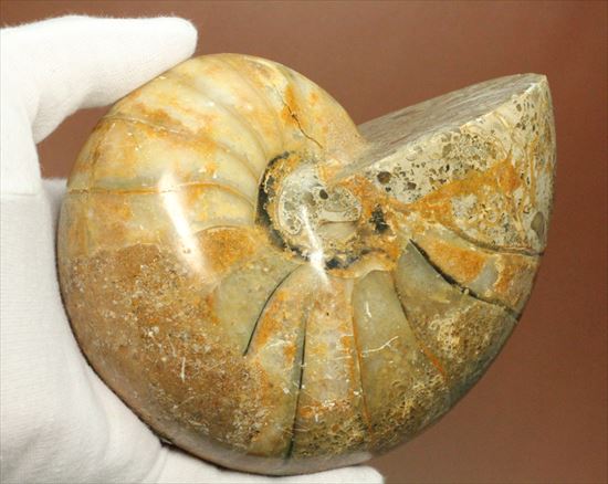 ボリューム感がすごい!オウムガイの化石 産地年代不明(その11)