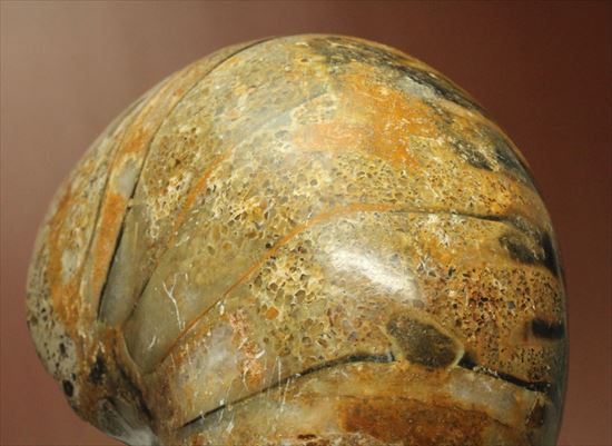ボリューム感がすごい!オウムガイの化石 産地年代不明(その12)