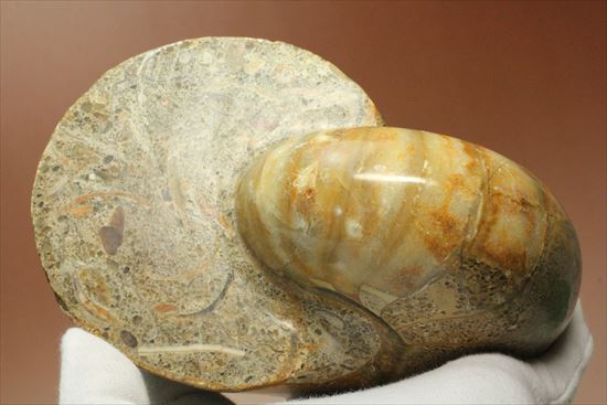 ボリューム感がすごい!オウムガイの化石 産地年代不明(その14)