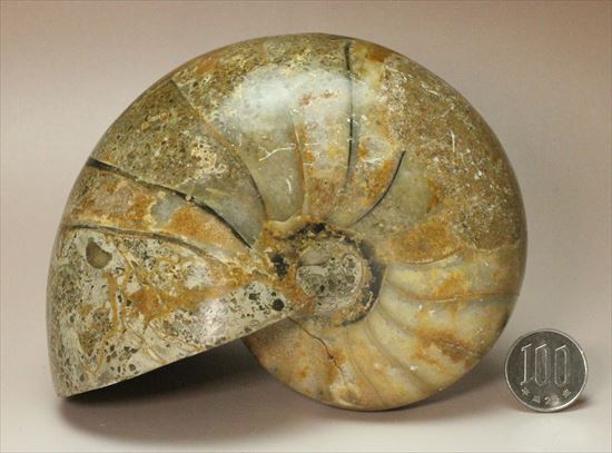 ボリューム感がすごい!オウムガイの化石 産地年代不明(その15)