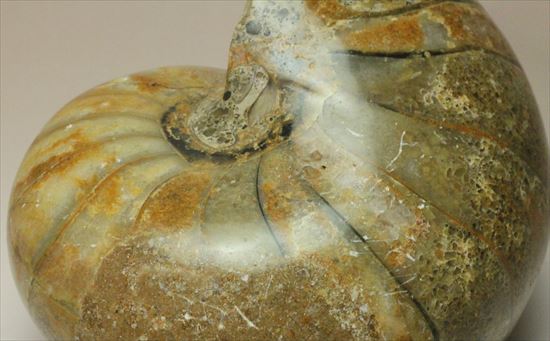 ボリューム感がすごい!オウムガイの化石 産地年代不明(その2)