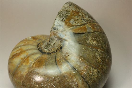 ボリューム感がすごい!オウムガイの化石 産地年代不明(その3)