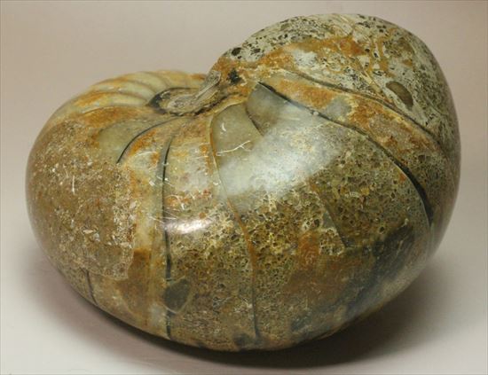 ボリューム感がすごい!オウムガイの化石 産地年代不明(その4)