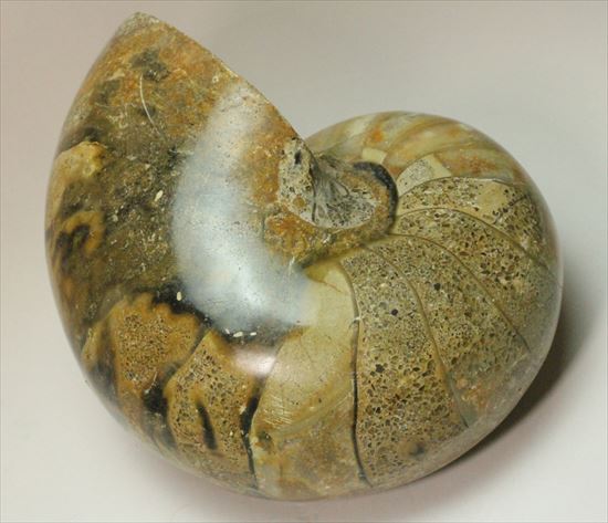 ボリューム感がすごい!オウムガイの化石 産地年代不明(その5)