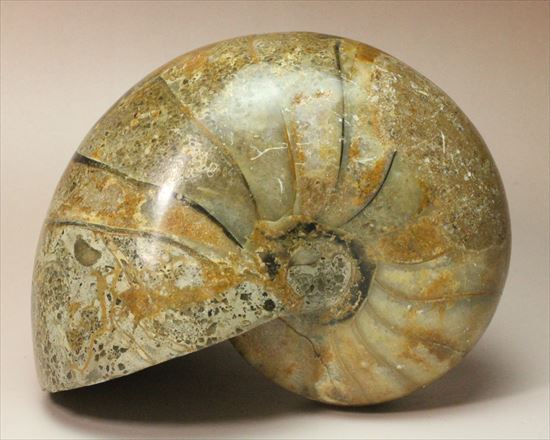 ボリューム感がすごい!オウムガイの化石 産地年代不明(その6)