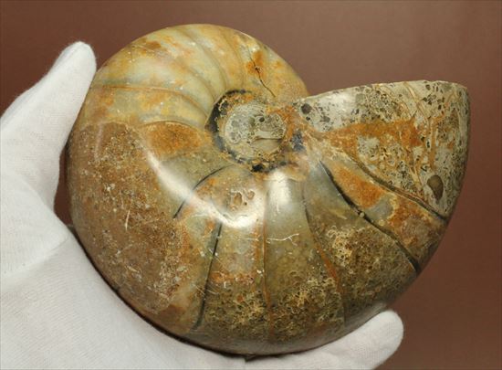 ボリューム感がすごい!オウムガイの化石 産地年代不明(その7)