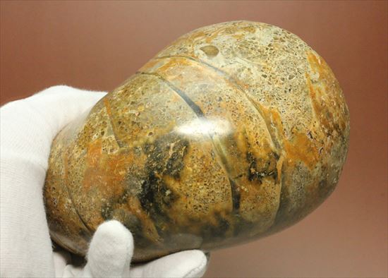 ボリューム感がすごい!オウムガイの化石 産地年代不明(その8)