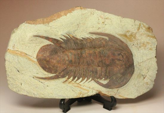 初期の三葉虫、レア種。カーブ計測10cmオーバ。カンブリア紀のレア三葉虫Myopsolenites boutiouti(その4)