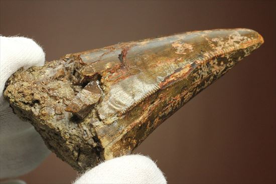 これぞ前上顎骨歯！ティラノサウルス・レックスの歯化石（Tyrannosaurus rex premax tooth）（その11）