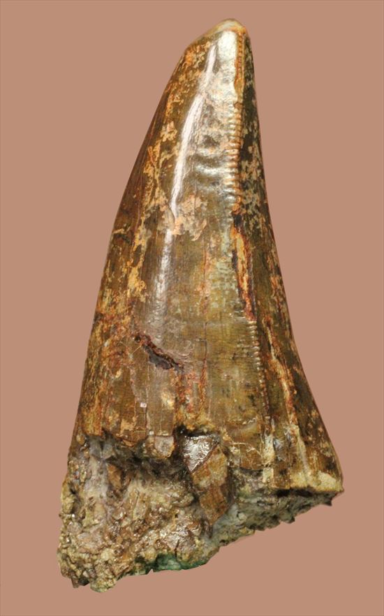 これぞ前上顎骨歯！ティラノサウルス・レックスの歯化石（Tyrannosaurus rex premax tooth）（その2）