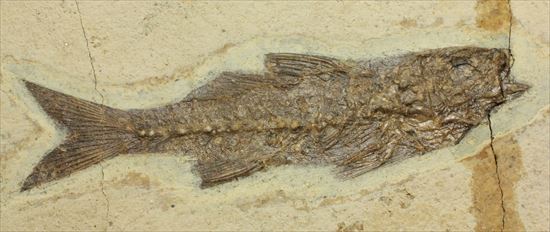 コントラストが映える硬骨魚類の化石（その1）