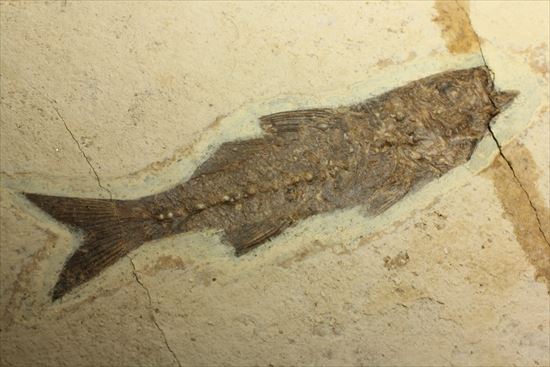 コントラストが映える硬骨魚類の化石（その10）