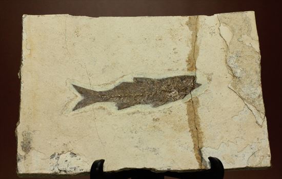 コントラストが映える硬骨魚類の化石（その2）