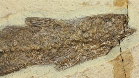 コントラストが映える硬骨魚類の化石（その3）