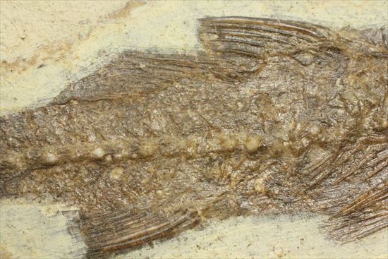 コントラストが映える硬骨魚類の化石（その6）