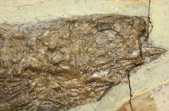コントラストが映える硬骨魚類の化石（その7）