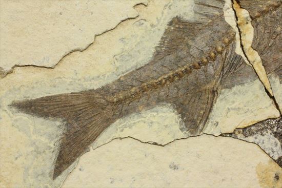 明瞭クッキリ!な硬骨魚類の化石(その3)