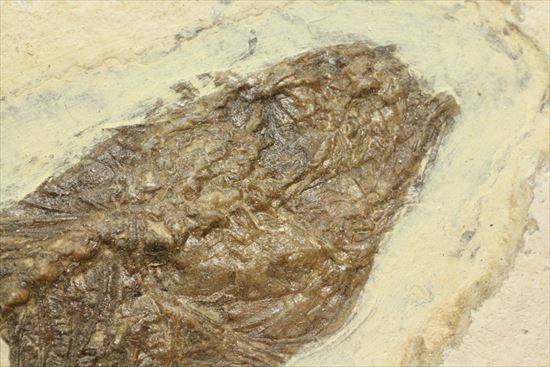 明瞭クッキリ!な硬骨魚類の化石(その5)