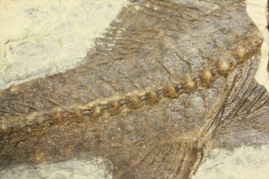 明瞭クッキリ!な硬骨魚類の化石(その6)