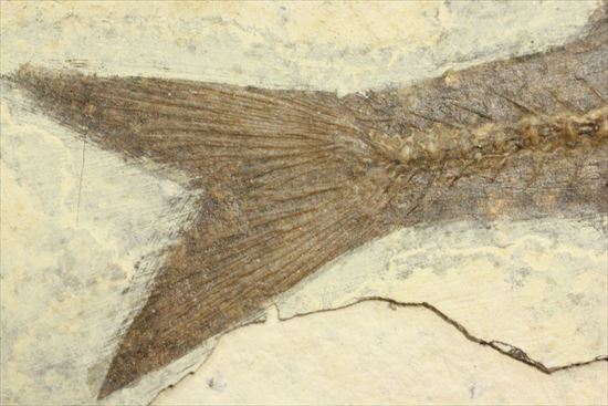 明瞭クッキリ!な硬骨魚類の化石(その7)