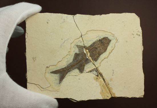 明瞭クッキリ!な硬骨魚類の化石(その8)