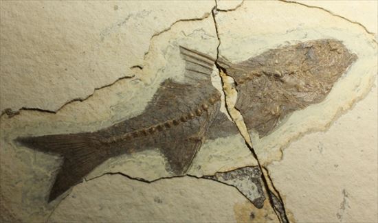 明瞭クッキリ!な硬骨魚類の化石(その9)
