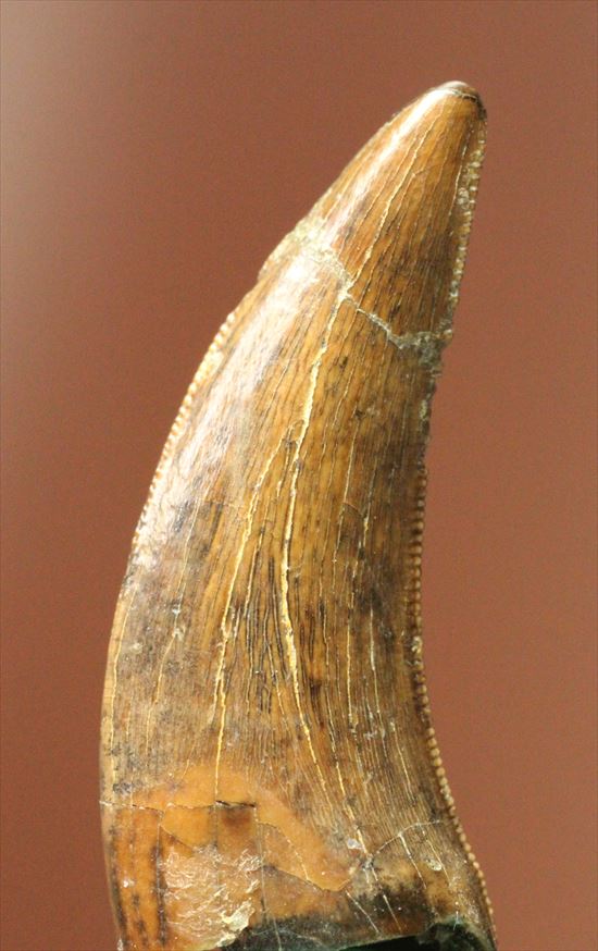 ロングカーブ24mm 風格あり 大きいドロマエオサウルスの歯(Dromaeaosaur tooth)(その1)