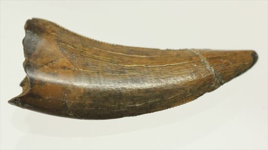 ロングカーブ24mm 風格あり 大きいドロマエオサウルスの歯(Dromaeaosaur tooth)(その10)
