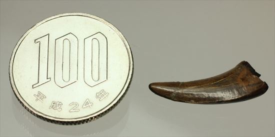 ロングカーブ24mm 風格あり 大きいドロマエオサウルスの歯(Dromaeaosaur tooth)(その12)