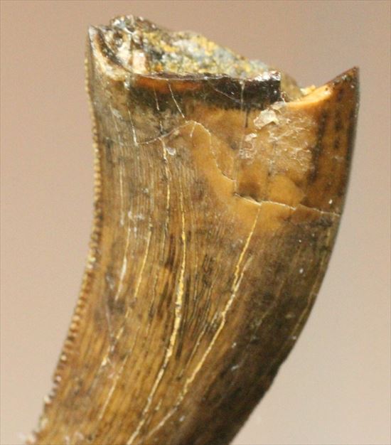 ロングカーブ24mm 風格あり 大きいドロマエオサウルスの歯(Dromaeaosaur tooth)(その5)
