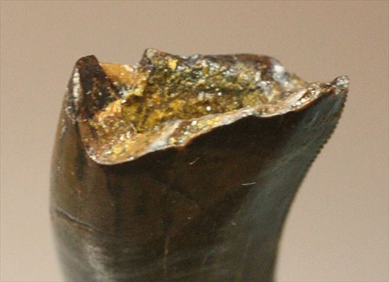 ロングカーブ24mm 風格あり 大きいドロマエオサウルスの歯(Dromaeaosaur tooth)(その6)