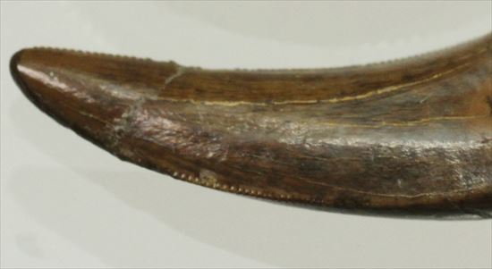 ロングカーブ２４ｍｍ　風格あり　大きいドロマエオサウルスの歯(Dromaeaosaur tooth)（その7）