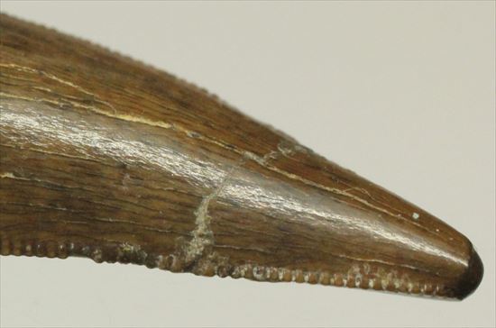 ロングカーブ24mm 風格あり 大きいドロマエオサウルスの歯(Dromaeaosaur tooth)(その9)