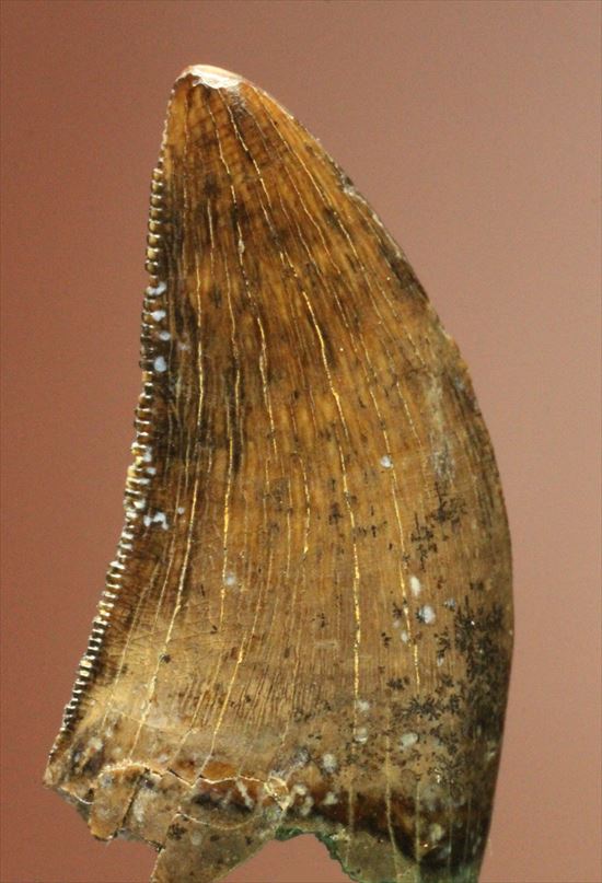 インナーカーブがギザギザのドロマエオサウルスの歯(Dromaeaosaur tooth)（その11）