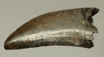 インナーカーブがギザギザのドロマエオサウルスの歯(Dromaeaosaur tooth)