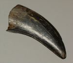 ブラック×ブラウンが渋い！ドロマエオサウルスの歯化石(Dromaeaosaur tooth)